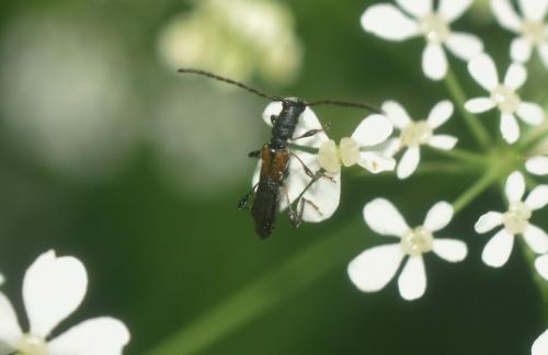 Dolocerus reichii